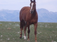 Hancock gelding